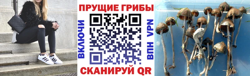 Псилоцибиновые грибы Cubensis  Купить закладки  Велиж 